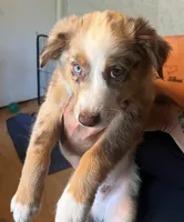 Little Man, a male Australian Shepherd for sale in Wilkesboro, NC – 1 of 1
