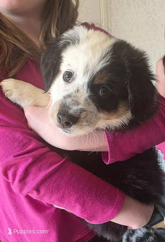 Flash – Australian Shepherd puppy for sale in Wilkesboro, NC