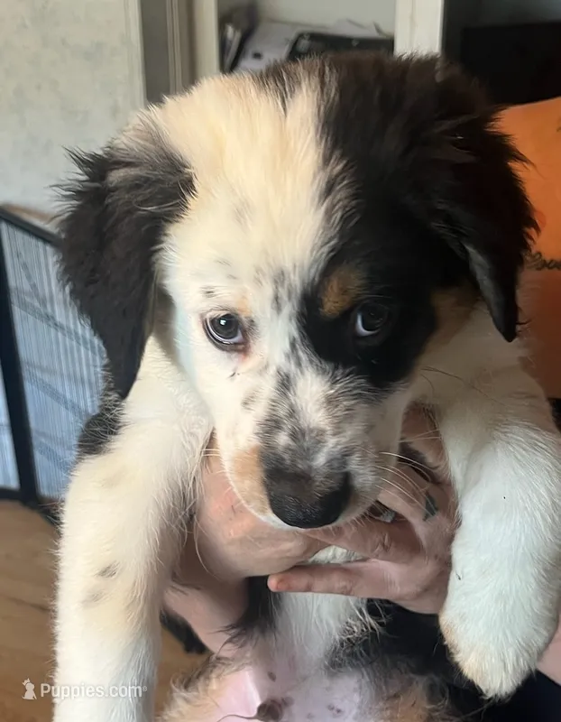 Panda – Australian Shepherd puppy for sale in Wilkesboro, NC