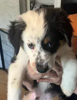 Panda, a male Australian Shepherd for sale in Wilkesboro, NC – 1 of 2