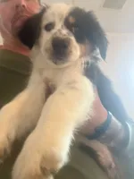 Panda, a male Australian Shepherd for sale in Wilkesboro, NC – 2 of 2