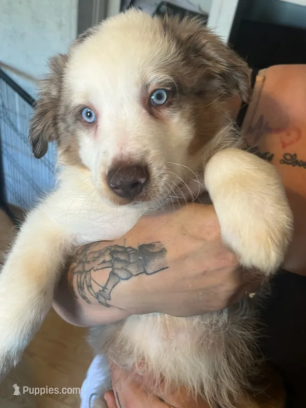 Spot – Australian Shepherd puppy for sale in Wilkesboro, NC