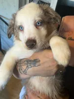 Spot, a male Australian Shepherd for sale in Wilkesboro, NC – 1 of 1