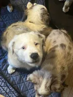 Tubbles Worth, a male Australian Shepherd for sale in Wilkesboro, NC – 2 of 3