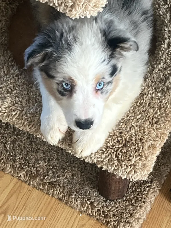 Shadow – Australian Shepherd puppy for sale in Wilkesboro, NC