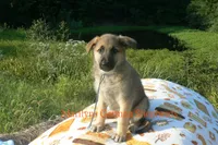 Enchantress's Mr. Fall Flannel, a male German Shepherd Dog for sale in Piedmont, MO – 4 of 6