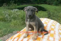 Sapphire's Miss Harvest Hayride, a female German Shepherd Dog for sale in Piedmont, MO – 4 of 6