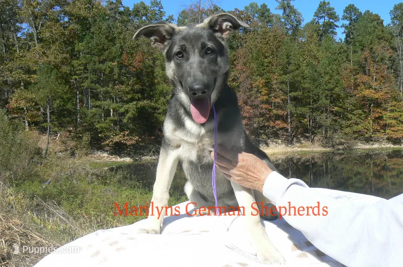 Sapphire's Miss Wilderness Trail – German Shepherd Dog puppy for sale in Piedmont, MO