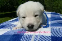 Lakeside Morning's Mr. Sea Salt Coast, a male German Shepherd Dog for sale in Piedmont, MO – 3 of 6