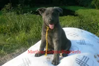 Sapphire's Miss Sunrise Woods, a female German Shepherd Dog for sale in Piedmont, MO – 2 of 6