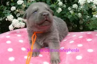 Foxy's Mr. Tangerine Coast, a male German Shepherd Dog for sale in Piedmont, MO – Photo 6 of 6