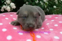 Foxy's Mr. Tangerine Coast, a male German Shepherd Dog for sale in Piedmont, MO – Photo 2 of 6