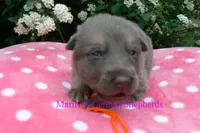 Foxy's Mr. Tangerine Coast, a male German Shepherd Dog for sale in Piedmont, MO – Photo 3 of 6