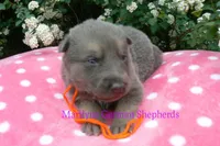 Foxy's Mr. Tangerine Coast, a male German Shepherd Dog for sale in Piedmont, MO – Photo 5 of 6