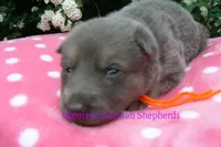 Foxy's Mr. Tangerine Coast, a male German Shepherd Dog for sale in Piedmont, MO – Photo 4 of 6