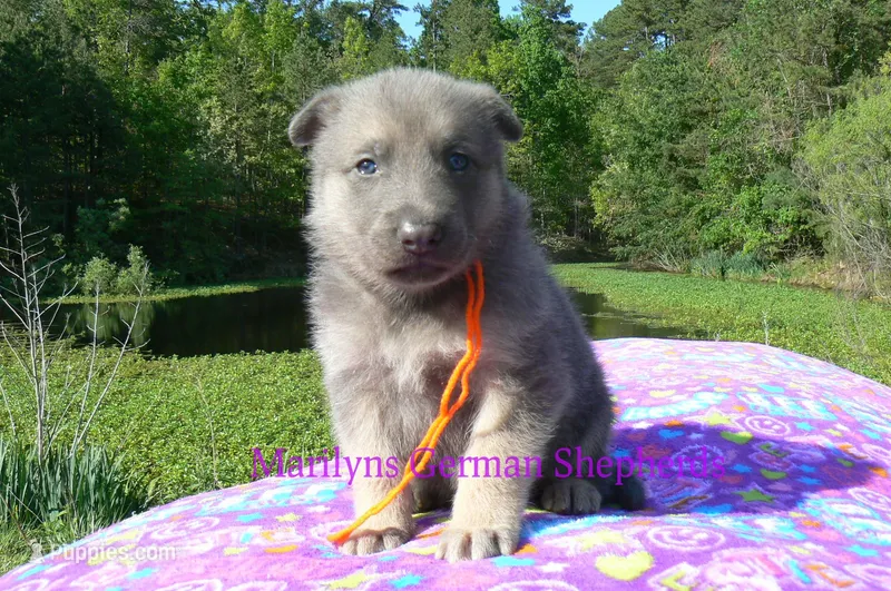 Foxy's Mr. Tangerine Coast – German Shepherd Dog puppy for sale in Piedmont, MO