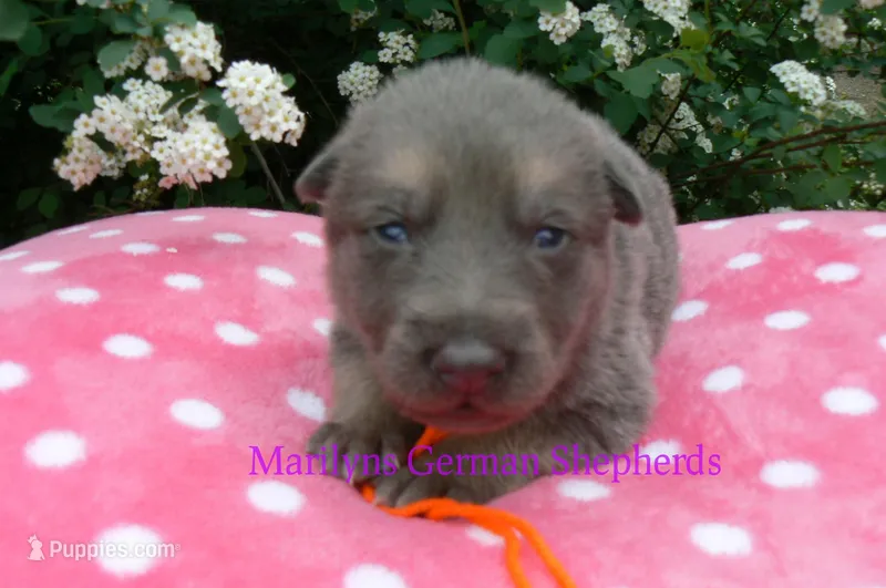 Foxy's Mr. Tangerine Coast – German Shepherd Dog puppy for sale in Piedmont, MO