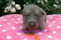 Foxy's Mr. Tangerine Coast, a male German Shepherd Dog for sale in Piedmont, MO – Photo 1 of 6