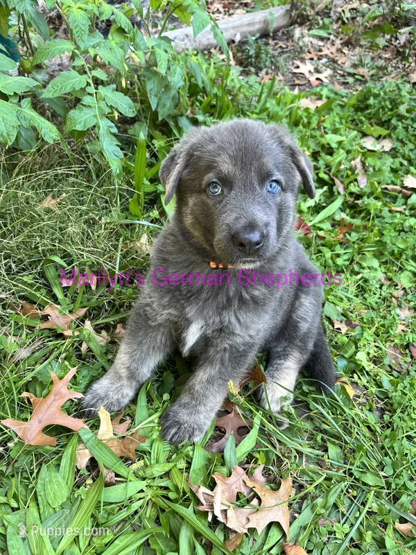 Saffron's Mr. Spiced Orange – German Shepherd Dog puppy for sale in Piedmont, MO