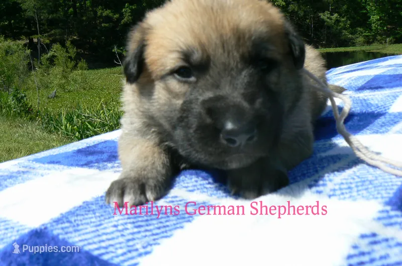 Lakeside Morning's Miss Sugar Cone Crunch – German Shepherd Dog puppy for sale in Piedmont, MO