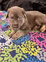 Saffron's Mr. Spiced Orange, a male German Shepherd Dog for sale in Piedmont, MO – 3 of 10