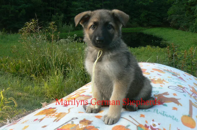 Strawberry's Miss Salted Butterscotch – German Shepherd Dog puppy for sale in Piedmont, MO