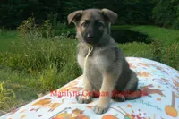 Strawberry's Miss Salted Butterscotch, a female German Shepherd Dog for sale in Piedmont, MO – 1 of 6