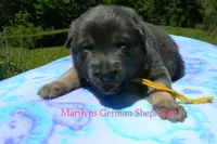 Snickerdoodle's Miss Banana Cream Latte, a female German Shepherd Dog for sale in Piedmont, MO – 3 of 5