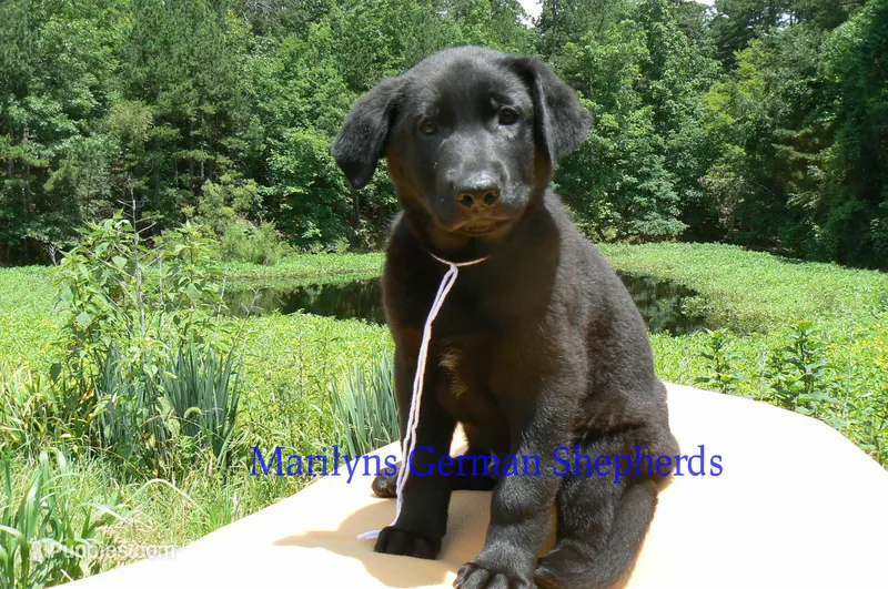 Snickerdoodle's Mr. Fiji White Sands – German Shepherd Dog puppy for sale in Piedmont, MO