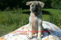 Strawberry's Miss Pumpkin Pecan Waffles, a female German Shepherd Dog for sale in Piedmont, MO – 4 of 7