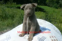 Sapphire's Mr. Midnight Marshmallow, a male German Shepherd Dog for sale in Piedmont, MO – 5 of 6