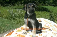 Enchantress Miss Autumn Wreath, a female German Shepherd Dog for sale in Piedmont, MO – 3 of 6