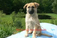 Lakeside Morning's Miss Sugar Cone Crunch, a female German Shepherd Dog for sale in Piedmont, MO – 5 of 6
