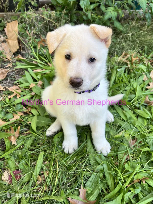 Saffron's Miss Winter Wonderland – German Shepherd Dog puppy for sale in Piedmont, MO
