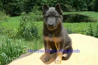 Snickerdoodle's Miss Banana Cream Latte, a female German Shepherd Dog for sale in Piedmont, MO – 5 of 6