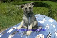 Strawberry's Miss White Pumpkin, a female German Shepherd Dog for sale in Piedmont, MO – 6 of 6