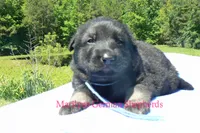 Snickerdoodle's Mr. Turquoise Waters, a male German Shepherd Dog for sale in Piedmont, MO – 2 of 5