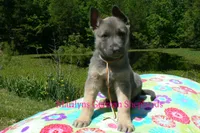 Foxy's Mr. Campfire Marshmallows, a male German Shepherd Dog for sale in Piedmont, MO – 6 of 6