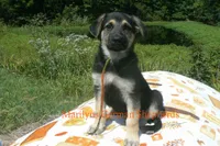 Enchantress Miss Autumn Wreath, a female German Shepherd Dog for sale in Piedmont, MO – 2 of 6
