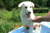 Lakeside Morning's Mr. Summer Boardwalk, a male German Shepherd Dog for sale in Piedmont, MO – 3 of 7