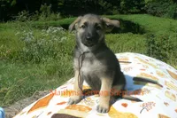 Enchantress's Mr. Mountain Lodge, a male German Shepherd Dog for sale in Piedmont, MO – 4 of 6