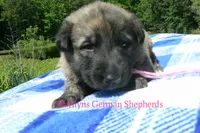 Lakeside Morning's Miss Coastal Cottage, a female German Shepherd Dog for sale in Piedmont, MO – 4 of 6