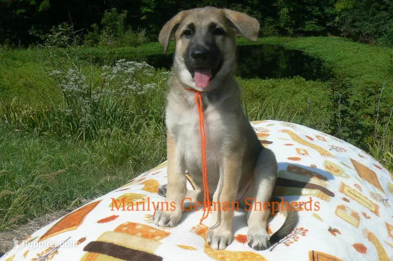 Enchantress's Miss Cinnamon Pumpkin – German Shepherd Dog puppy for sale in Piedmont, MO