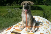 Enchantress's Miss Cinnamon Pumpkin, a female German Shepherd Dog for sale in Piedmont, MO – 1 of 6