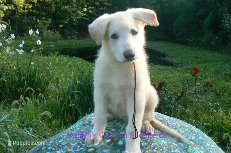 Ice Princess's Mr. Brown Sugar & Fig – German Shepherd Dog puppy for sale in Piedmont, MO