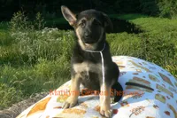 Enchantress's Mr. White Pine Lake, a male German Shepherd Dog for sale in Piedmont, MO – 2 of 6