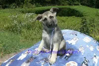 Strawberry's Miss White Pumpkin, a female German Shepherd Dog for sale in Piedmont, MO – 3 of 6