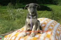 Sapphire's Miss Wilderness Trail, a female German Shepherd Dog for sale in Piedmont, MO – 3 of 6