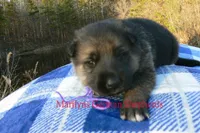 Miami's Mr. Enchanted Waterfalls, a male German Shepherd Dog for sale in Piedmont, MO – Photo 3 of 6