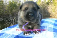 Miami's Mr. Enchanted Waterfalls, a male German Shepherd Dog for sale in Piedmont, MO – Photo 2 of 6